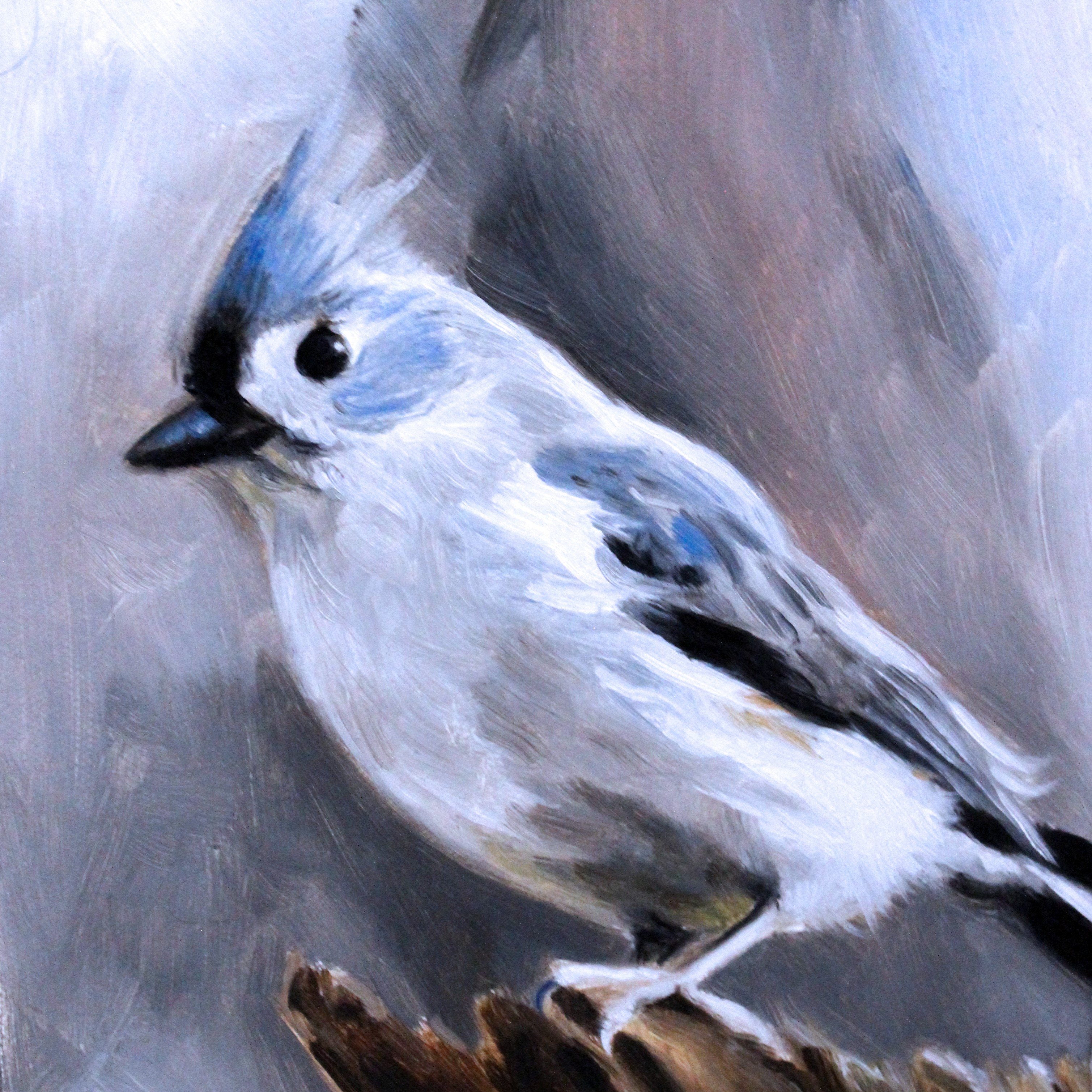 Tufted Titmouse
